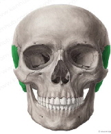 skull1 skull1