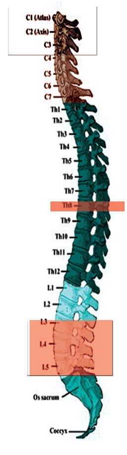 spine