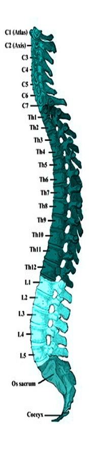 spine600_02