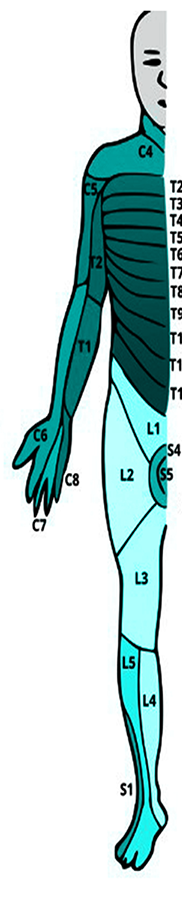 spine600_03